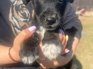 Süsser OREO sucht seine Familie - Neuberg
