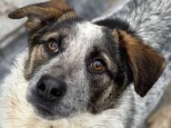 Hawkey sucht liebe Menschen - Neuhausen (Fildern)