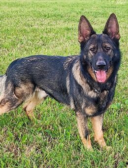 Deutscher Schäferhund - Lugau (Erzgebirge)