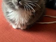 Maine Coon Kitten - Bischoffen