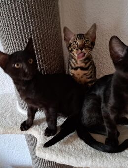 Atemberaubende Bengal Kitten, melanistic und brown - Haßloch