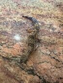 Leopardgecko weibchen sucht nettes neues zuhause in 71522