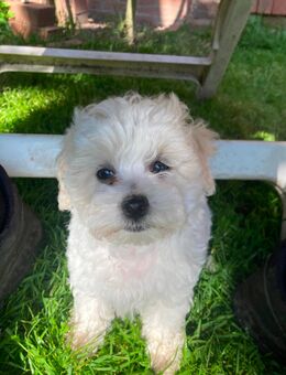 3 Maltipoo Welpen geboren am 12.06.25 geboren suchen liebes zu Hause für immer - Bakum