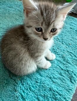 British Kurzhaar Kater “Tiger” gestreift grau weiss - Rheda-Wiedenbrück