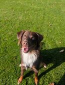 Mini Australien Shepard Rüde 1 Jahr alt in 48607