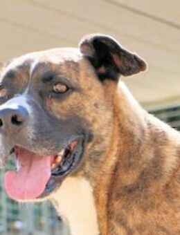 CORSO ein Kraftpaket! - Regensburg