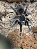 Vogelspinne Spinne Lasiodora parahybana in 31226