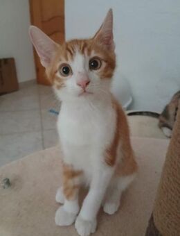 Kleiner freundlicher Kater Fussilli - Bad Camberg