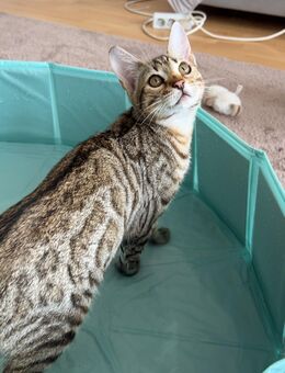 Ein Bengal-Kitten sucht seine Familie (männlich, ohne Stammbaum) - Hamburg