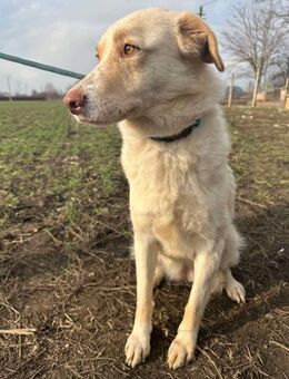 🐾❤️ JINGLE, liebenwürdiges Hundemädl - Eichendorf