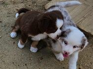 sehr hübsche lustige kleine Australian Shephard mini Welpen in tollen Farben - Berlin