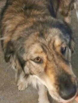 Vincent sucht ein liebevolles Zuhause - Blankenheim (Nordrhein-Westfalen)