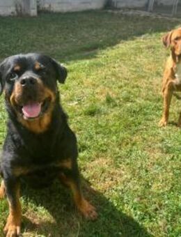 Apollo sucht sein Zuhause - Tagmersheim