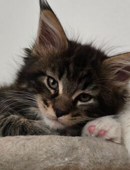 XXL Maine Coon Kitte - Castrop-Rauxel Zentrum