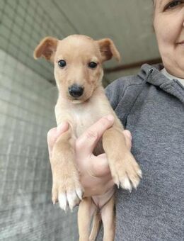 Hundemädchen Lillifee - Eichenzell