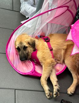 Liebevolles Zuhause gesucht für geretteten Hund aus der Türkei - Marl (Nordrhein-Westfalen)