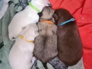 Chihuahua Welpe LH reinrassig - Verl
