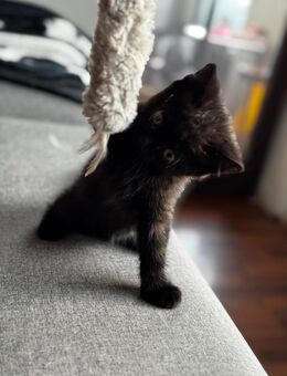 Mini-Kuscheltiger  Verspielte Schmusekatze Baby Kitten - Augsburg