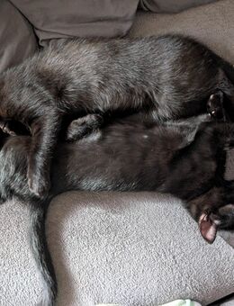 Zuckersüße schwarze Kitten suchen noch ein neues Zuhause - Mengerskirchen