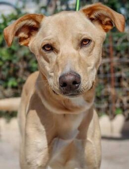 Dush wer zeigt ihm die große weite Welt? - Laatzen