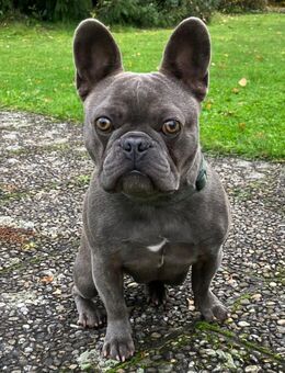 French Oskar - Französische Bulldogge (mit Ahnentafel) - 3 Jahre - Tierhilfe Franken e.V. - Lauf (Pegnitz) Zentrum