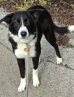 Chrissy - Weilmünster