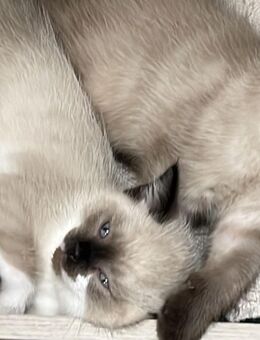RAGDOLL-BKH-Kitten - Brieselang