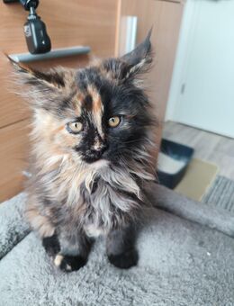 Reinrassige Main Coon Kitten - Chemnitz