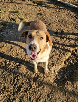 Lieber Achim sucht sein Zuhause! - Mannheim