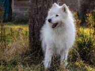 Über Balou altes Spiel neues Glück - Kierspe