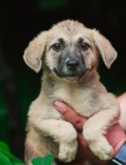 Schäferhundmix Cleo - München