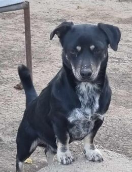 Armani♥️ Junghund sucht sein Menschen 🙏 - München