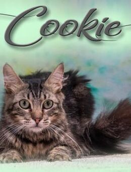 Cookie, ein sanfter Schmuser - Brunstorf