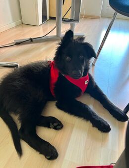 Australian Shepherd / Strobel Mix - Stuttgart