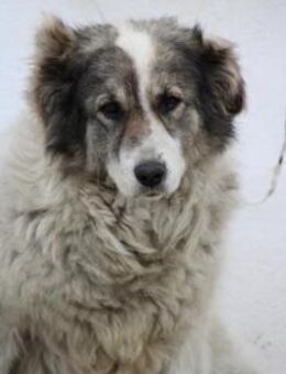 Bärchen - gutmütig u. lieb - Lohra