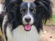 Papillon Junghund - Rüde - sucht seine liebevolle Familie - Garching (Alz)