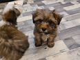 2 maltipoo rüden in 46240