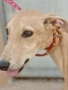 Simba, freundlich, neugierig, agil - Westerholt