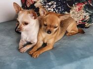 Chihuahua - Pärchen - Berlin Treptow-Köpenick