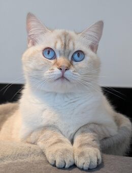 Heilige Birma / BK Paarung, Katze 1,3 Jahr alt - Werther (Westfalen)