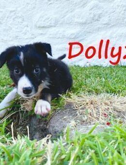 Dolly2 bereit für die schöne Welt 4/25 G - Ruppertsecken