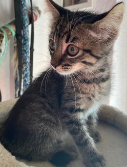 Mischlings Kitten Abzugeben - Koblenz