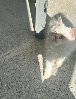Wunderschöne Perser- Katze “Queen” sucht liebevolles Zuhause - Düsseldorf