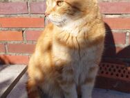 Roter Senior-Kater sucht neuen Wirkungskreis - Aurich