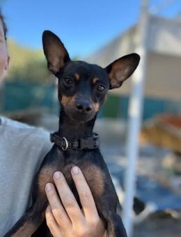 Doby - kleiner Überlebenskünstler - Bad Camberg