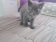 BKH Kitten Abgabereit - Gimbsheim