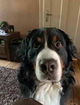 Berner Sennen Rüde - Bergisch Gladbach