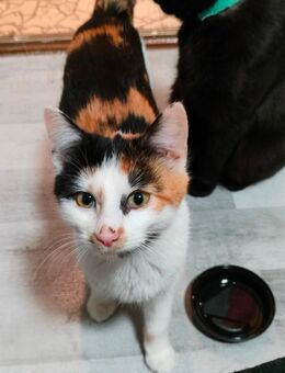 Katze abzugeben - Mügeln