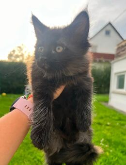 Maine Coon Mix Kätzchen - Fridingen (Donau)