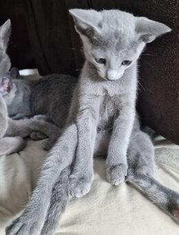Russisch Blau Kitten, Reinrassig mit Stammbaum, Amerikanische Linien, Züchter - Nettersheim